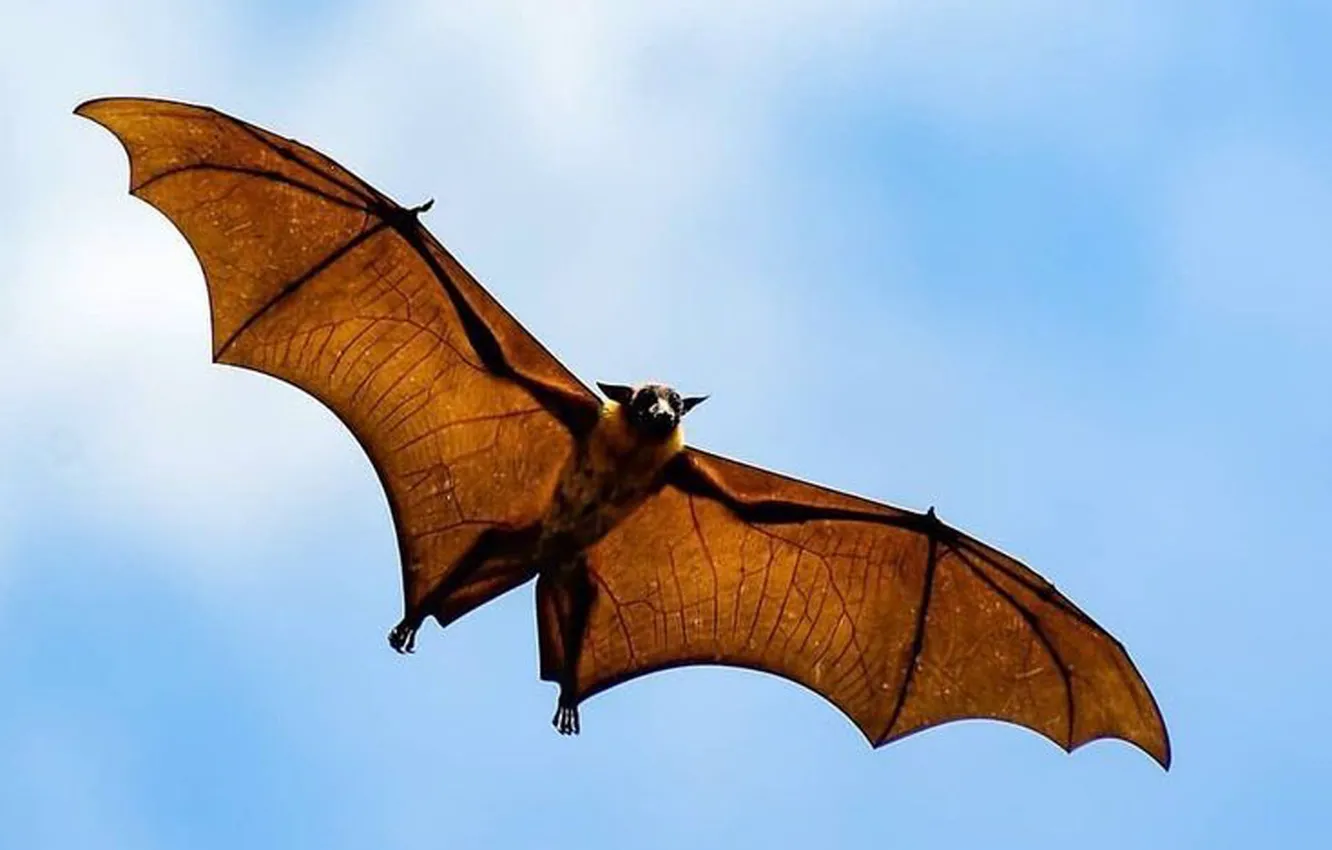 Фото обои flying, animal, wildlife, Gliding, Fruit Bat