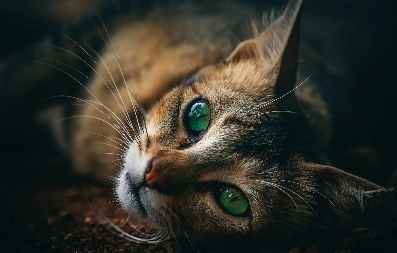 Фото обои кошка, взгляд, зеленые глаза