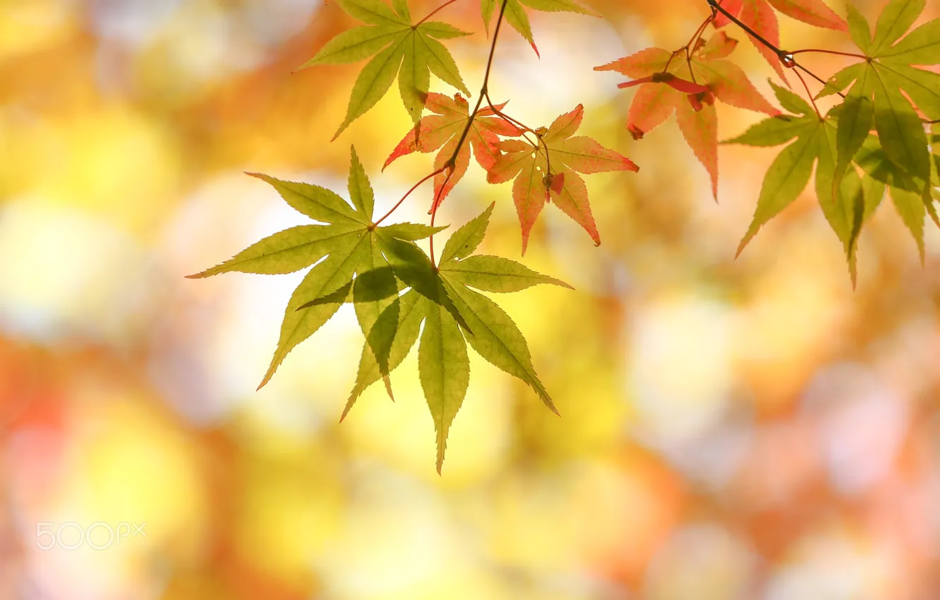Фото обои осень, макро, листва, боке