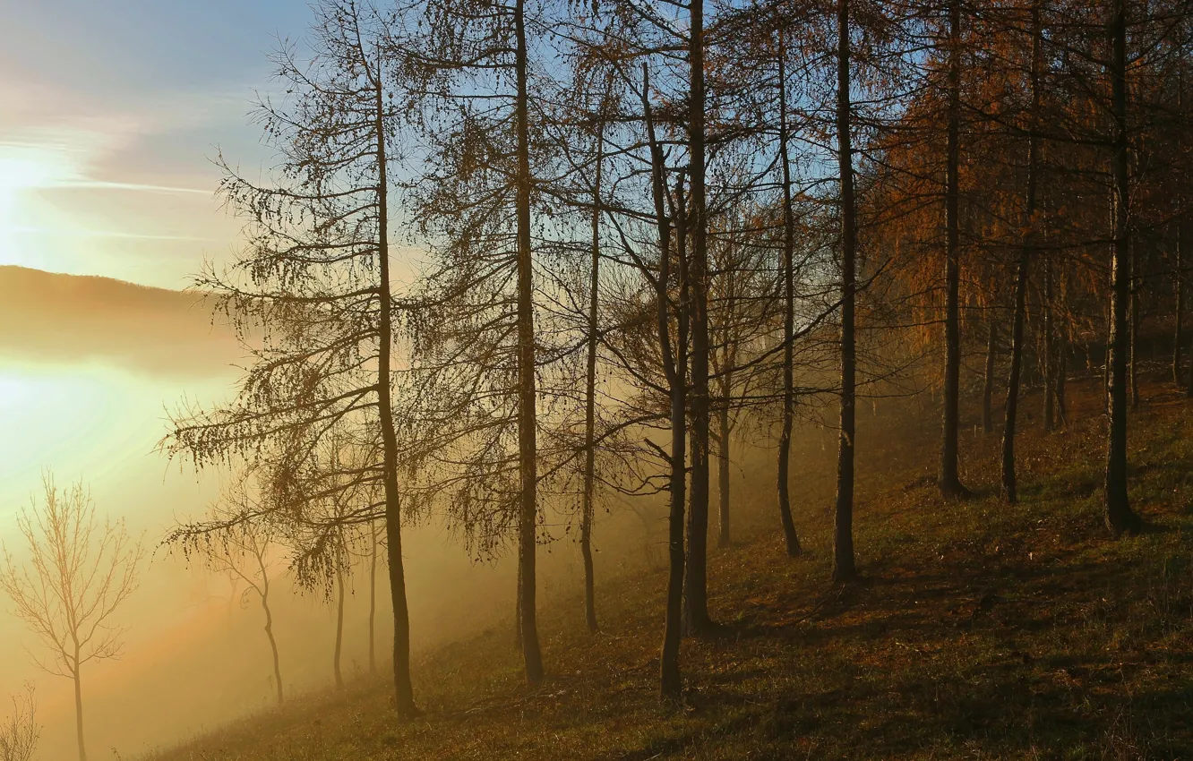 Фото обои Закат, Туман, Осень, Деревья, Лес, Fall, Sunset, Autumn