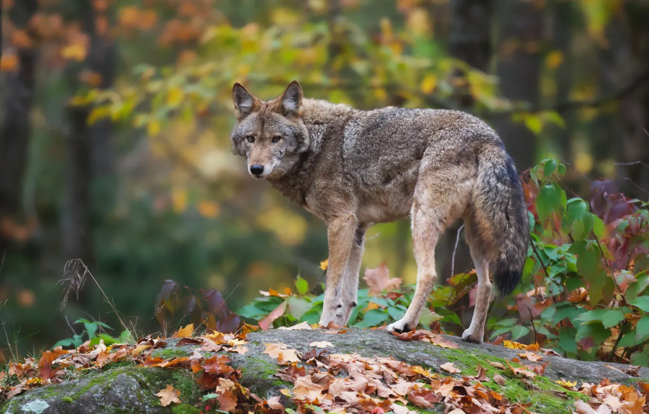 Фото обои осень, лес, серый, волк