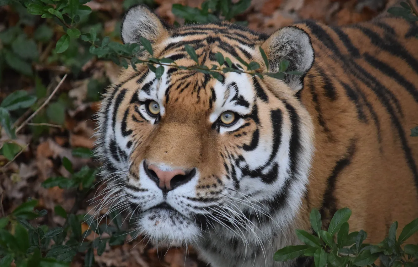 Фото обои взгляд, морда, Амурский тигр