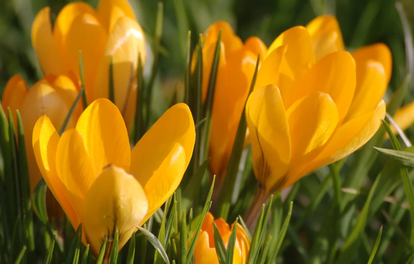 Фото обои макро, цветы, оранжевый, весна, бутоны, первоцвет, Крокусы
