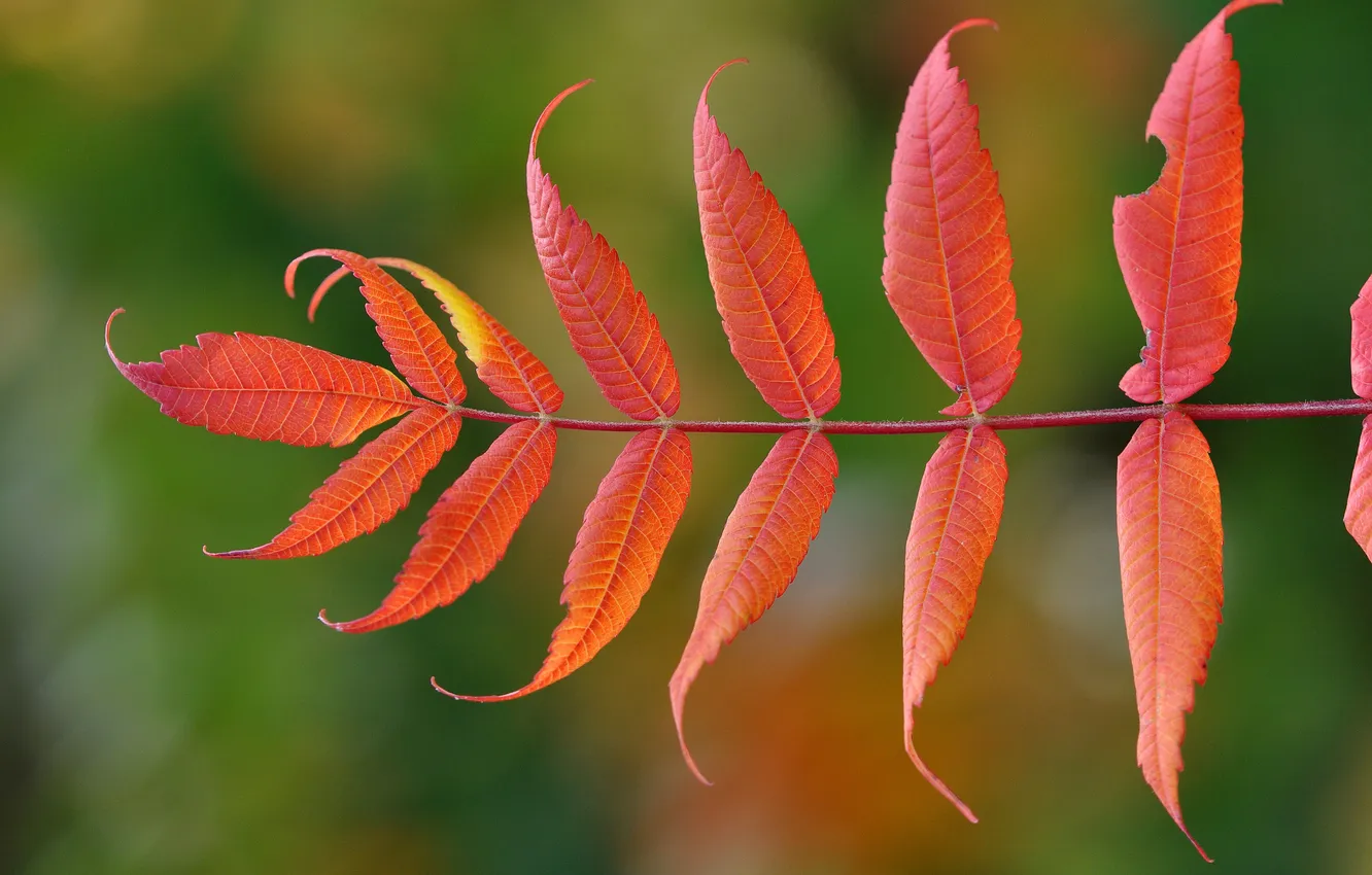 Фото обои осень, природа, лист, ветка