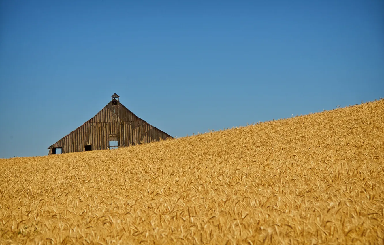 Фото обои пшеница, поле, колос, линия, сарай, поля пшеницы, голубое небо, фермы