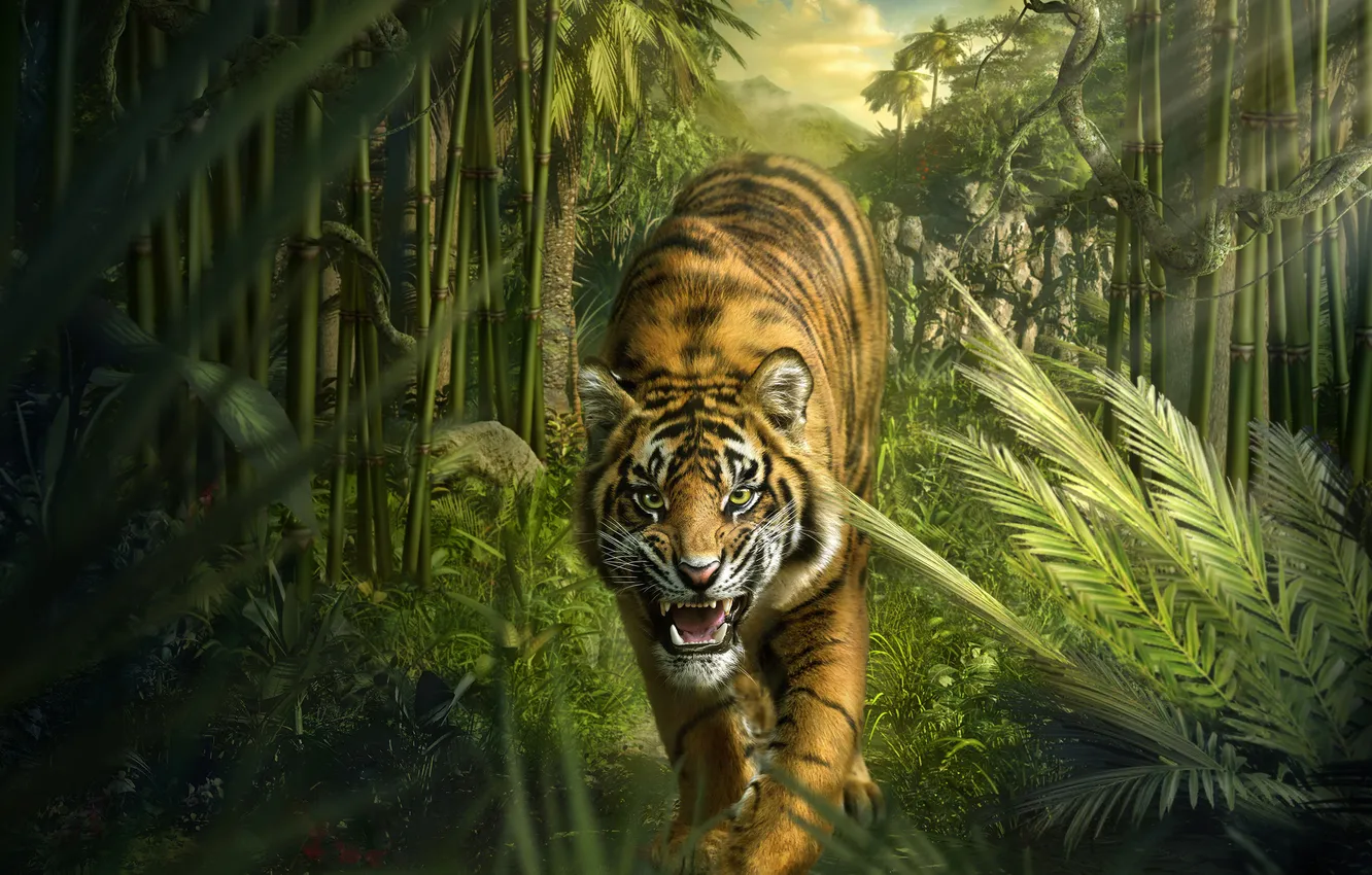 Фото обои взгляд, тигр, хищник, джунгли