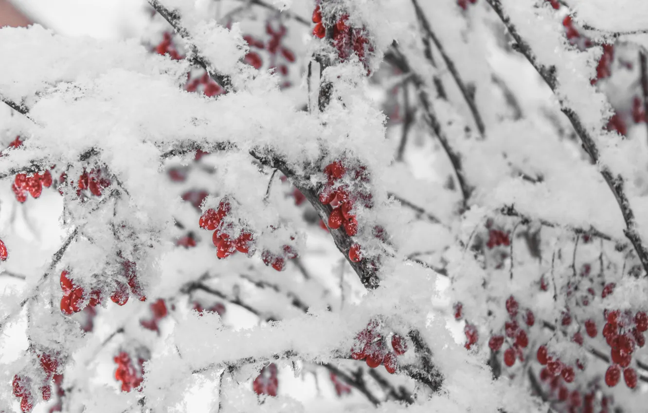 Фото обои зима, снег, красный, дерево, барбарис