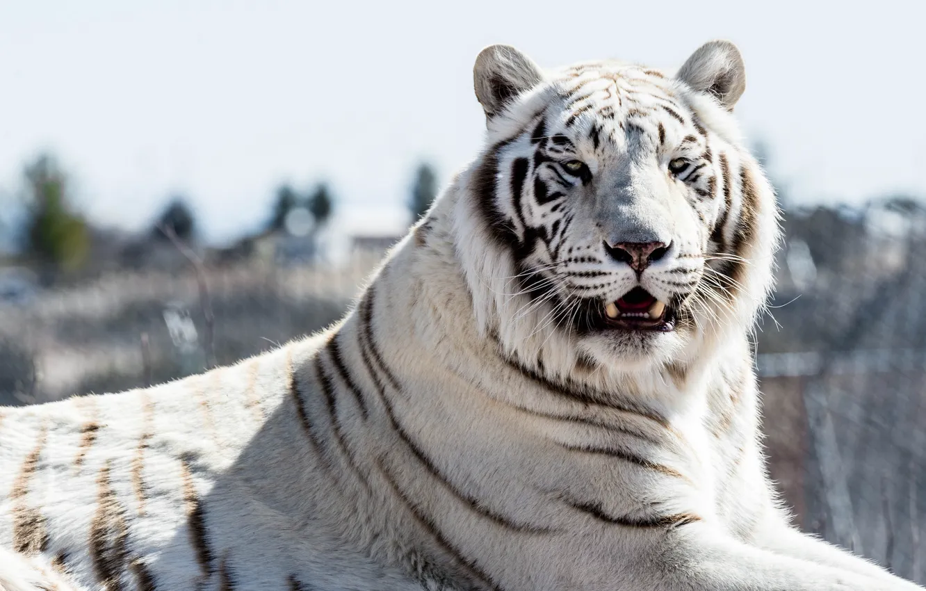 Фото обои кошка, взгляд, белый тигр