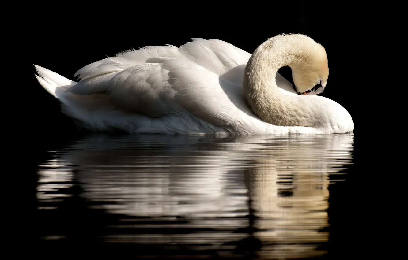 Фото обои nature, feather, plumage, water bird, close up photo of swan
