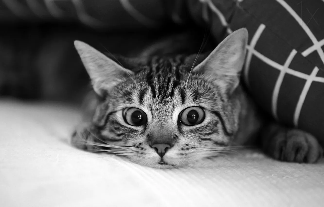 Фото обои глаза, кот, усы, eyes, cat, mustache, Antje Wenner-Braun