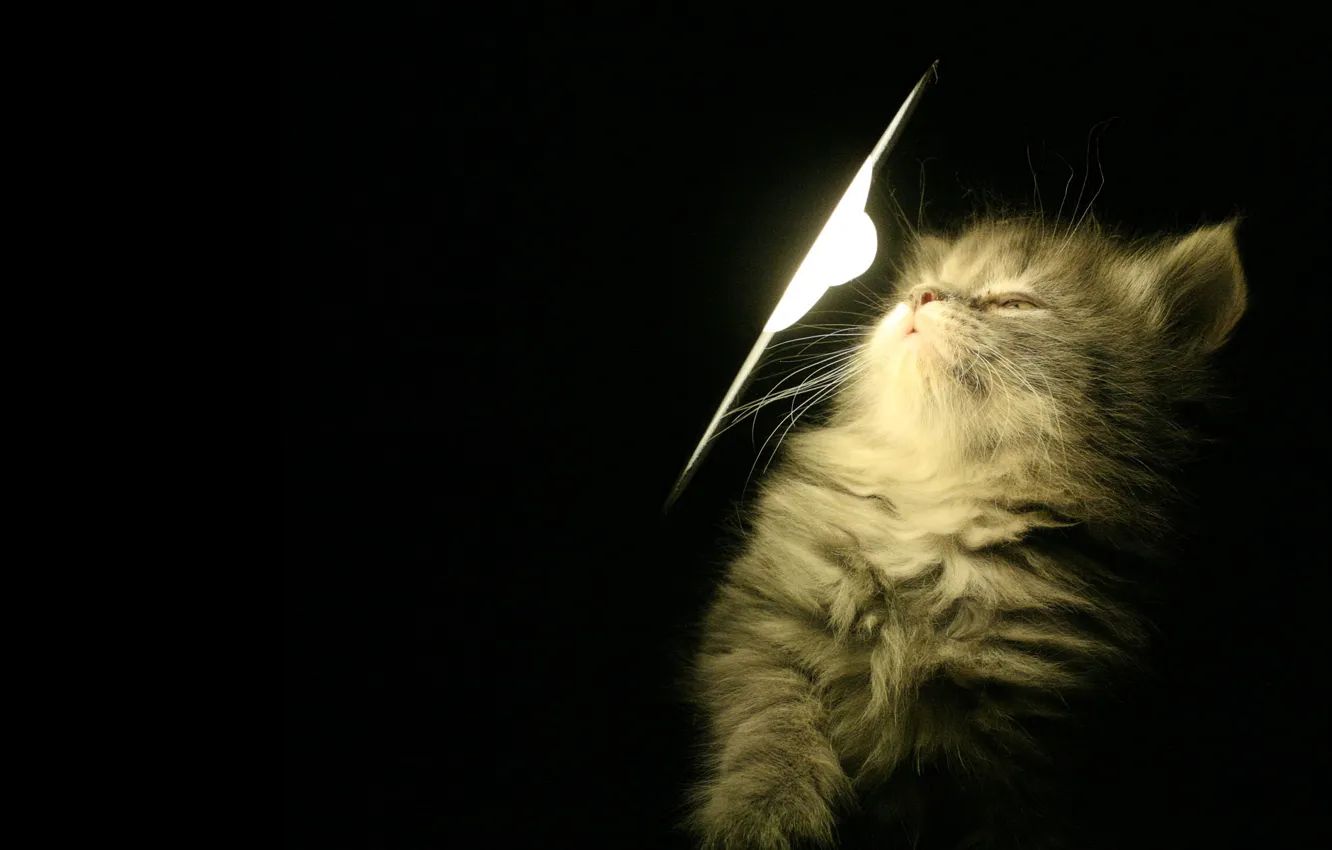 Фото обои свет, котенок, лампа