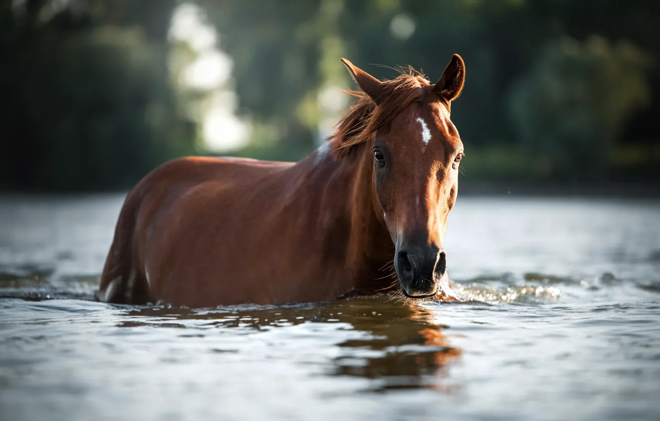 Фото обои вода, конь, лошадь