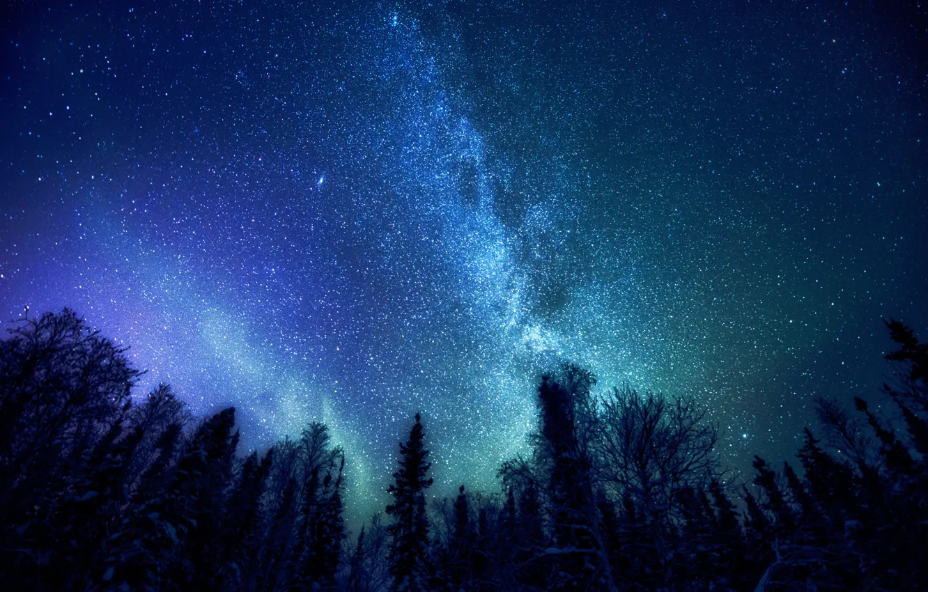 Фото обои лес, космос, звезды, деревья, Млечный Путь, мистерия
