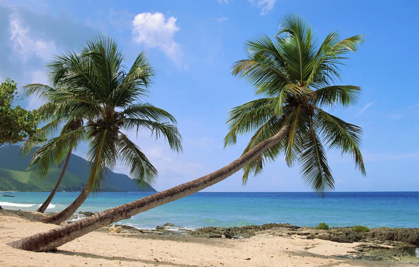 Фото обои пальмы, океан, берег, экзотика