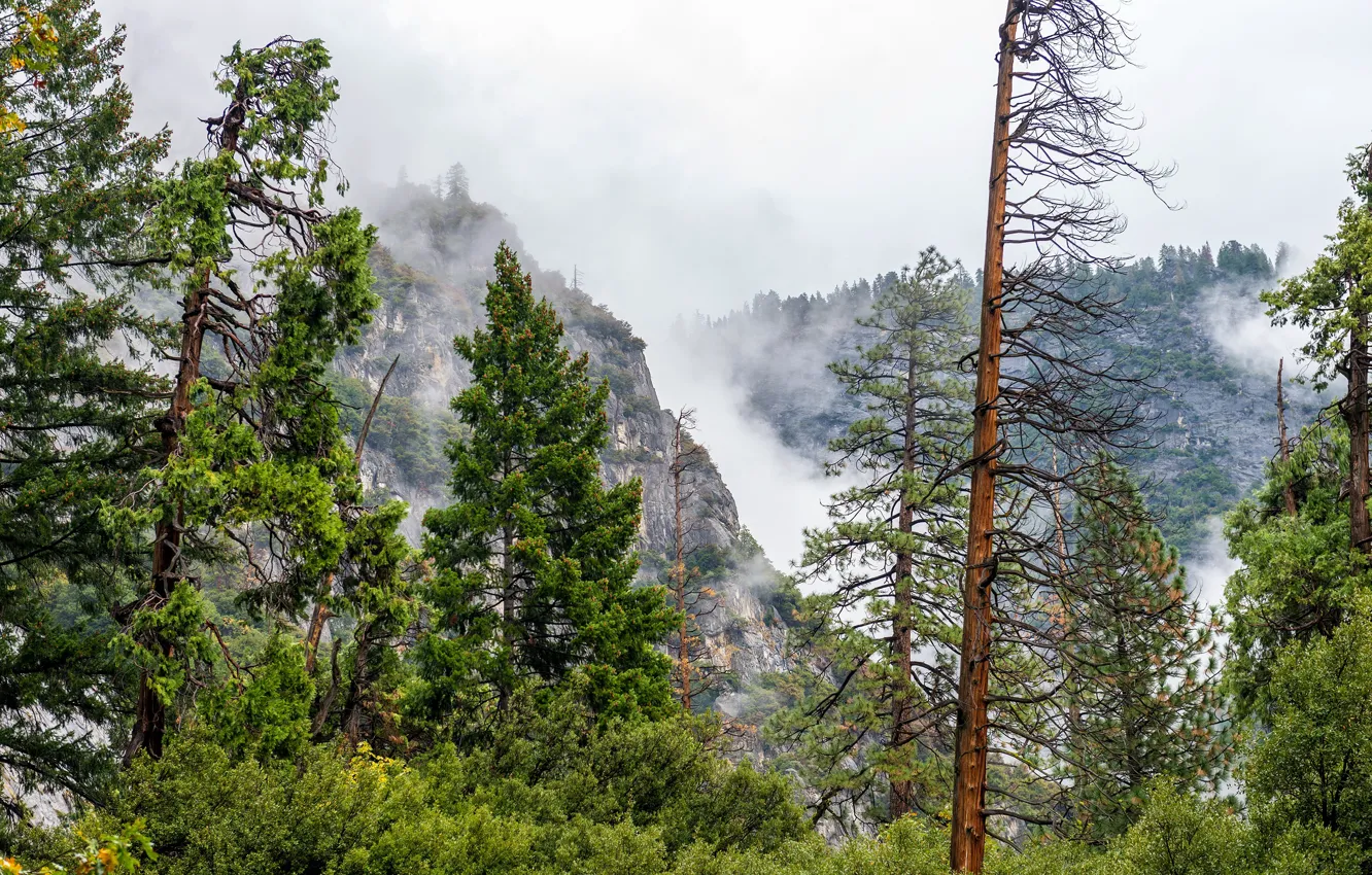 Фото обои лес, деревья, горы, туман, скалы, США, Йосемити