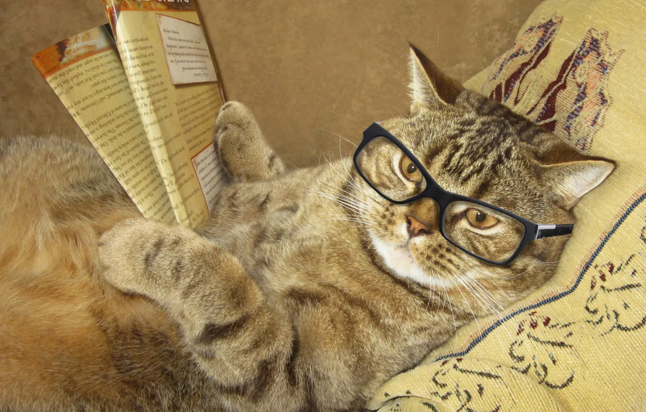 Фото обои кот, креатив, юмор, очки, лежит, подушка, журнал, читает