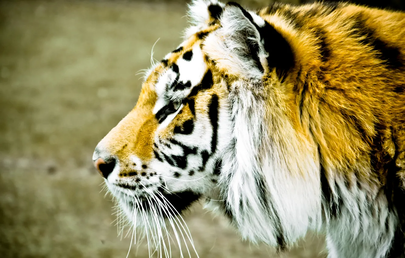 Фото обои животные, морда, тигр, фон, widescreen, обои, размытие, пятна