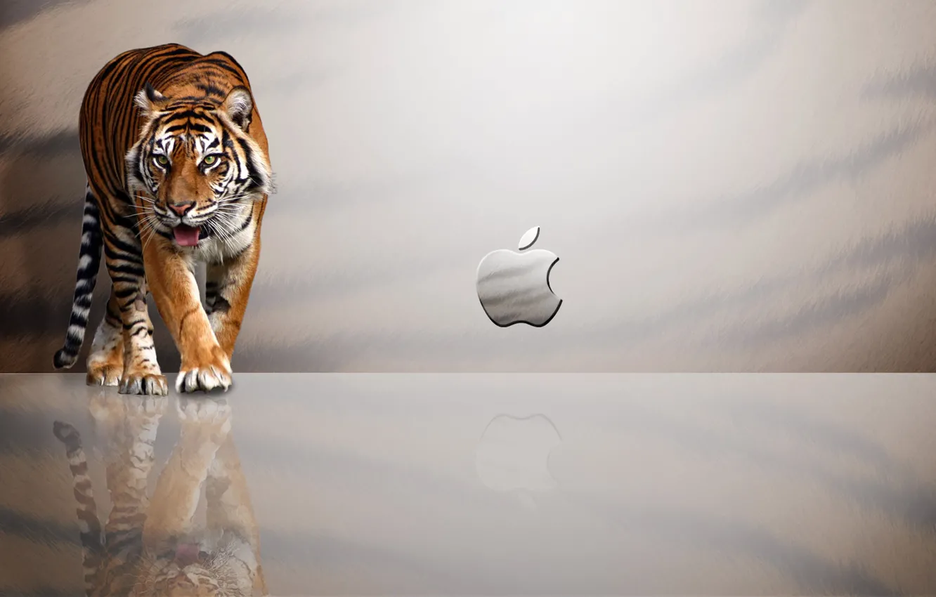 Фото обои тигр, отражение, Apple