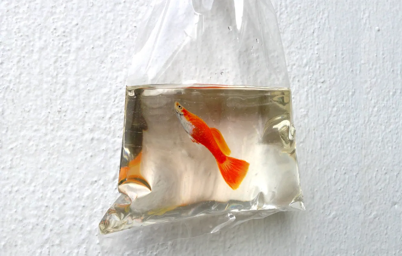 Фото обои вода, стена, рыбка, пакет, арт