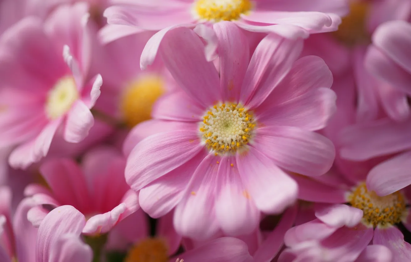 Фото обои цветы, пыльца, розовые, много, хризантема