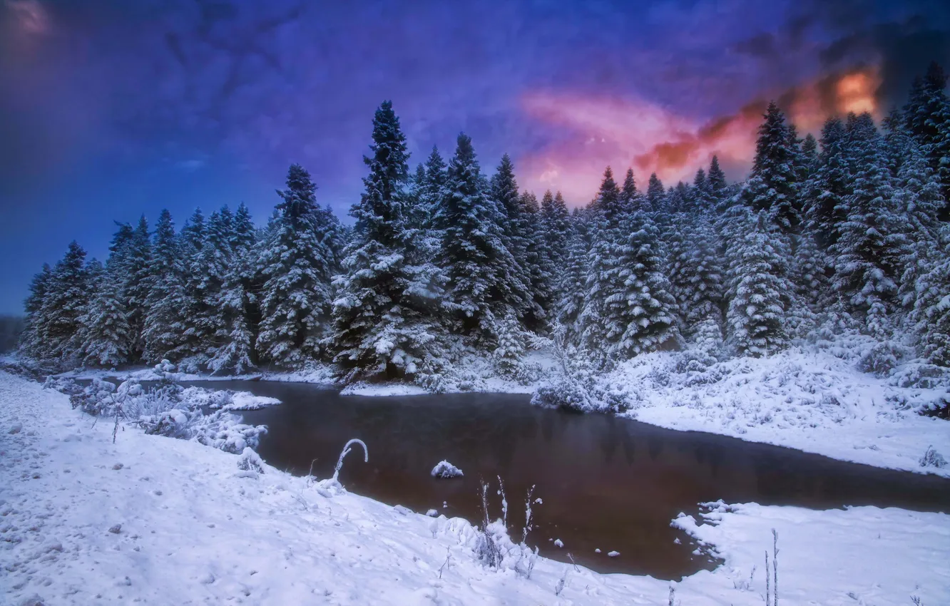 Фото обои зима, лес, ночь