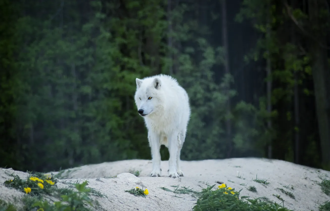 Фото обои волк, хищник, predator, wolf, опушка леса, альбинос, albino, Luna Lovegood