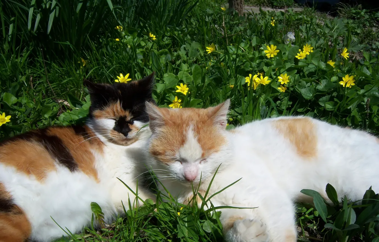 Фото обои кошка, кот, цветы, коты, весна, Mamala ©