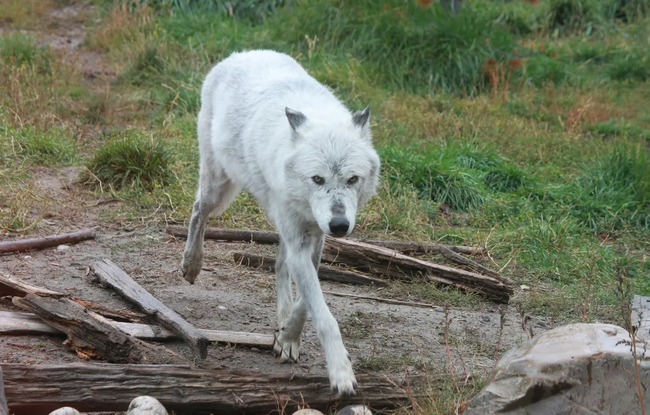 Фото обои nature, snow, predator, face, animal, wolf, wolves, wildlife