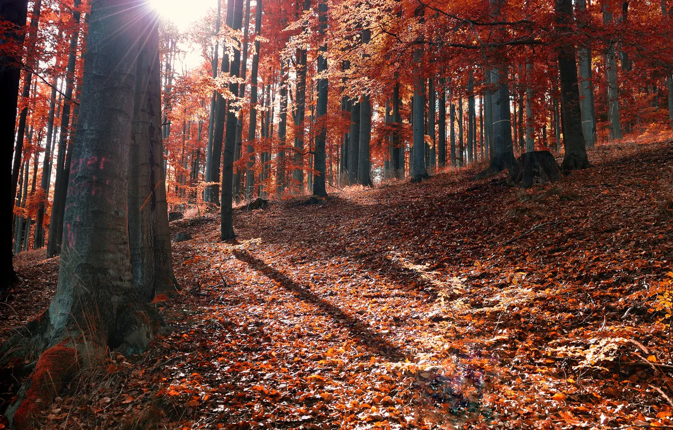 Фото обои осень, лес, листья, солнце, лучи, опавшие
