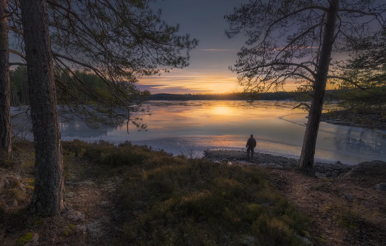 Фото обои деревья, закат, озеро, человек, Норвегия, сосны, Norway, Рингерике