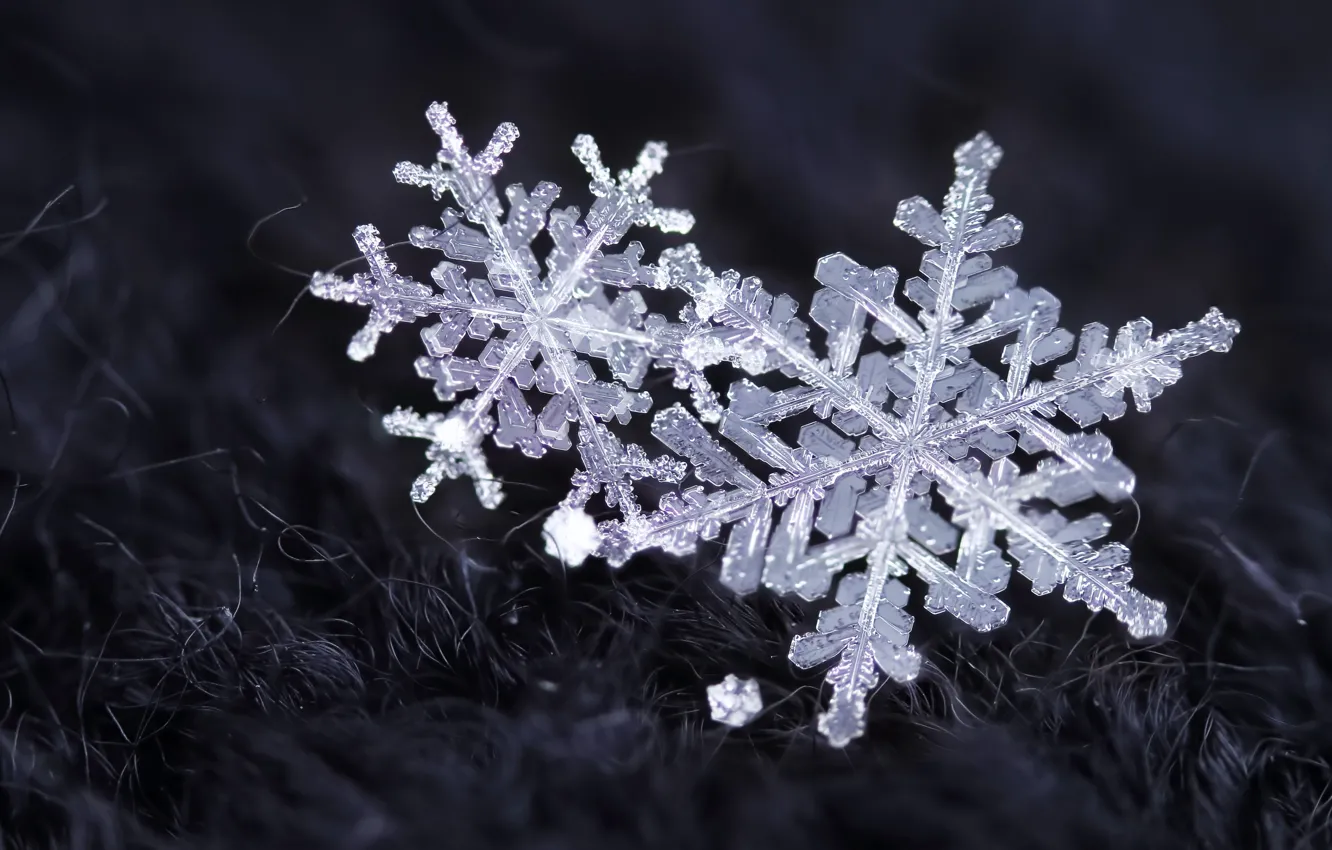 Фото обои зима, снег, снежинки, кристаллы