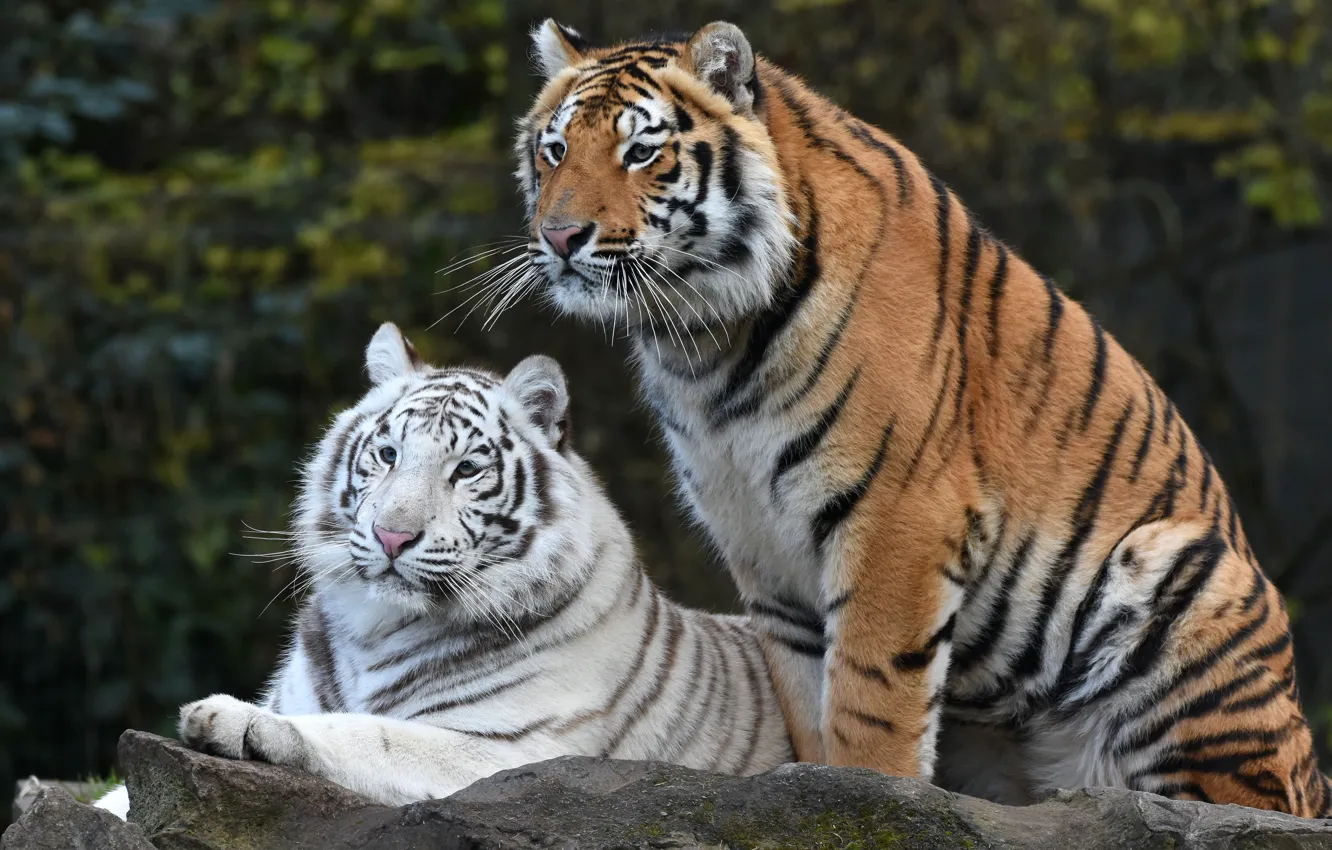 Фото обои белый, взгляд, поза, темный фон, рыжий, пара, тигры, дуэт