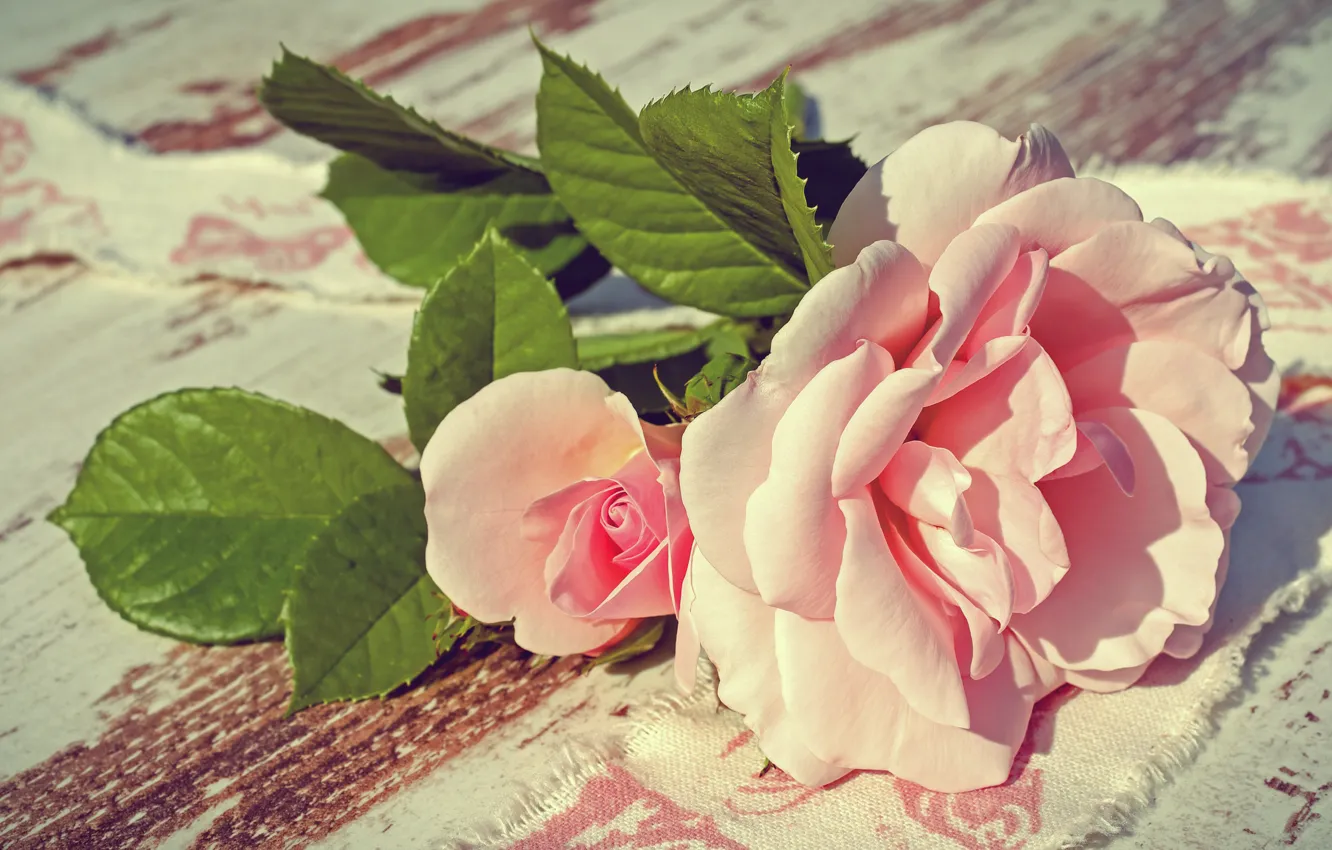 Фото обои листья, свет, цветы, доски, роза, розы, лепестки, ткань