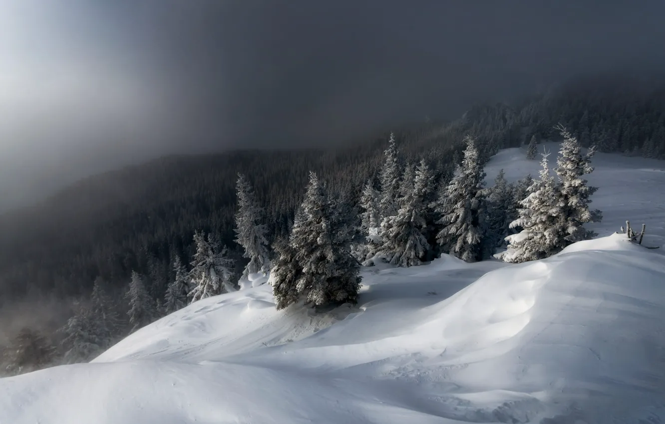 Фото обои зима, лес, небо, свет, снег, горы, туман, ели