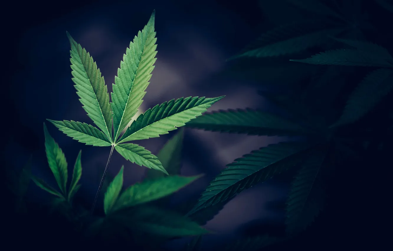 Фото обои cannabis, crop, bush, buds, bud, dope, agriculture, culture