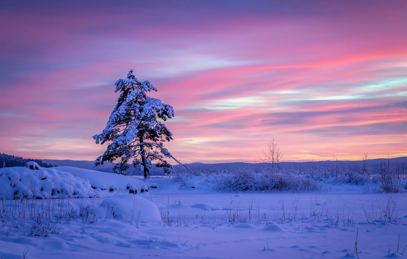 Фото обои зима, снег, закат, дерево, сугробы, Швеция, Sweden, сосна