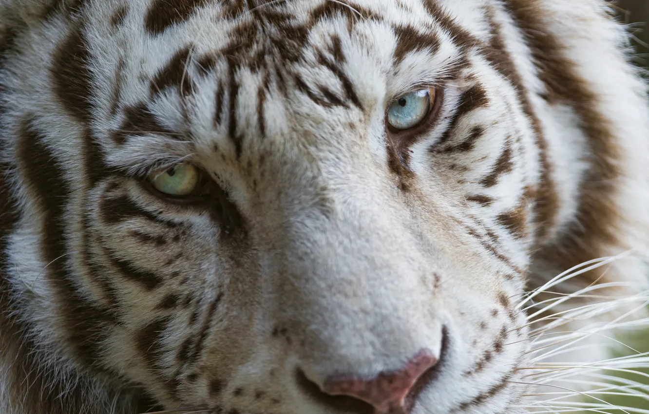 Фото обои кошка, морда, голубые глаза, белый тигр, ©Tambako The Jaguar