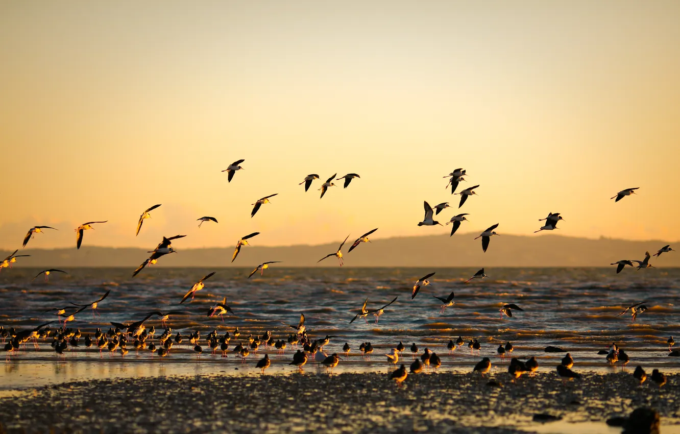 Фото обои море, закат, птицы, берег, морской, золотой фон