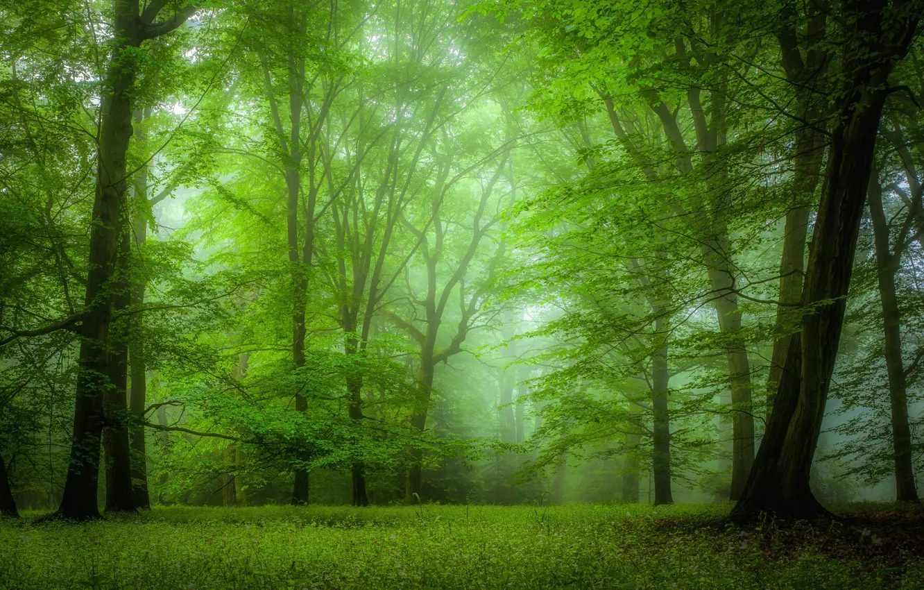 Фото обои зелень, лес, трава, деревья, туман, листва