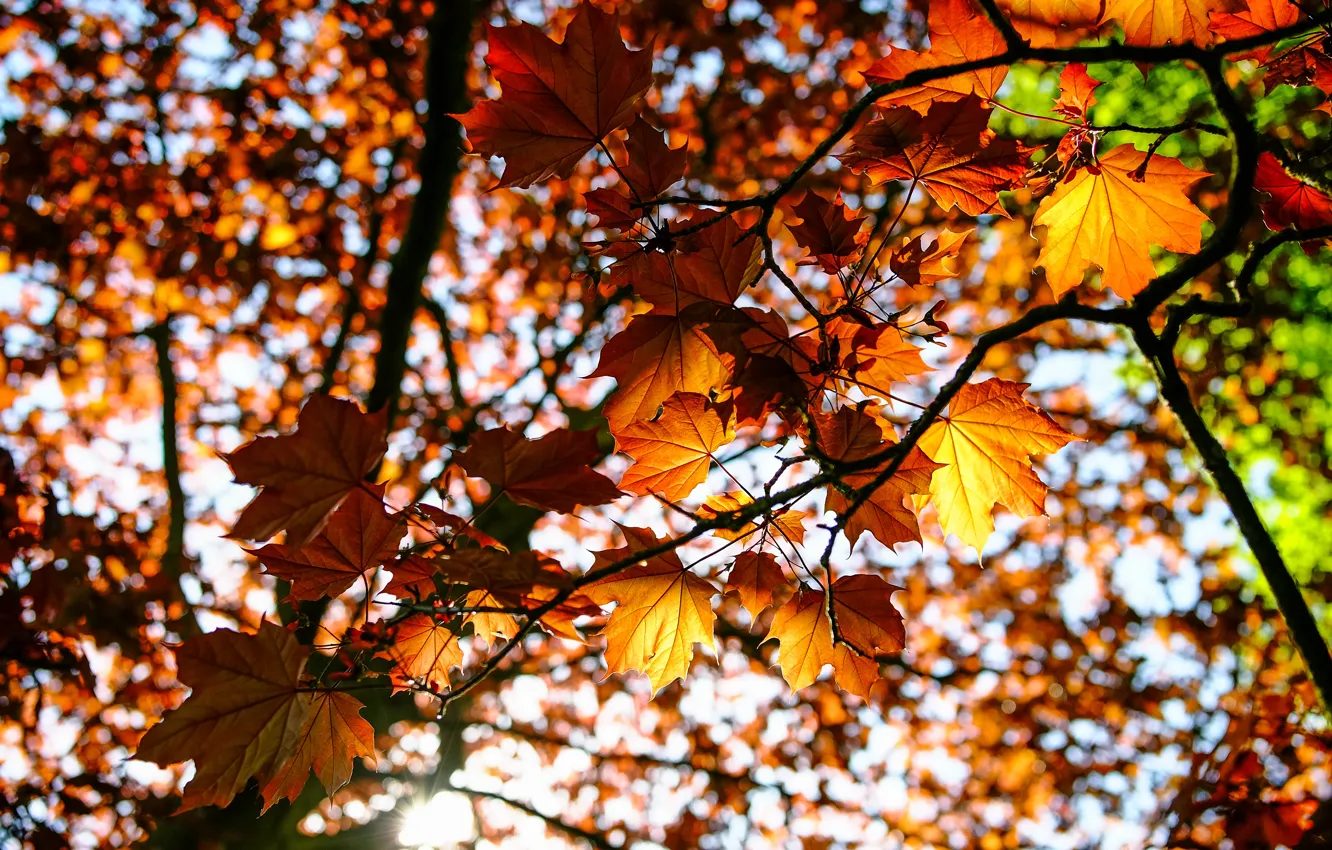 Фото обои осень, листья, ветки, природа, клён, солнечный свет