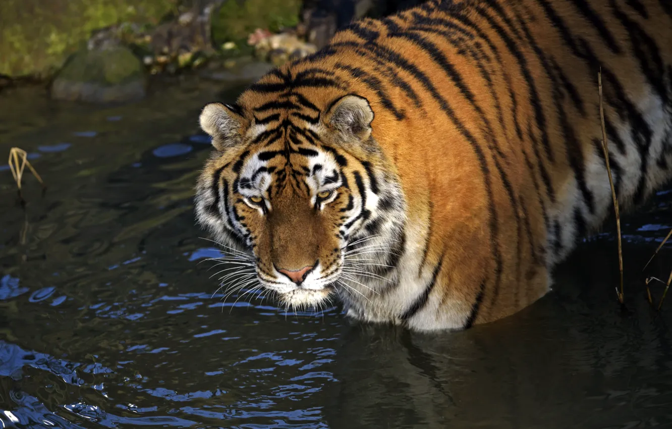 Фото обои кошка, взгляд, вода, тигр, амурский