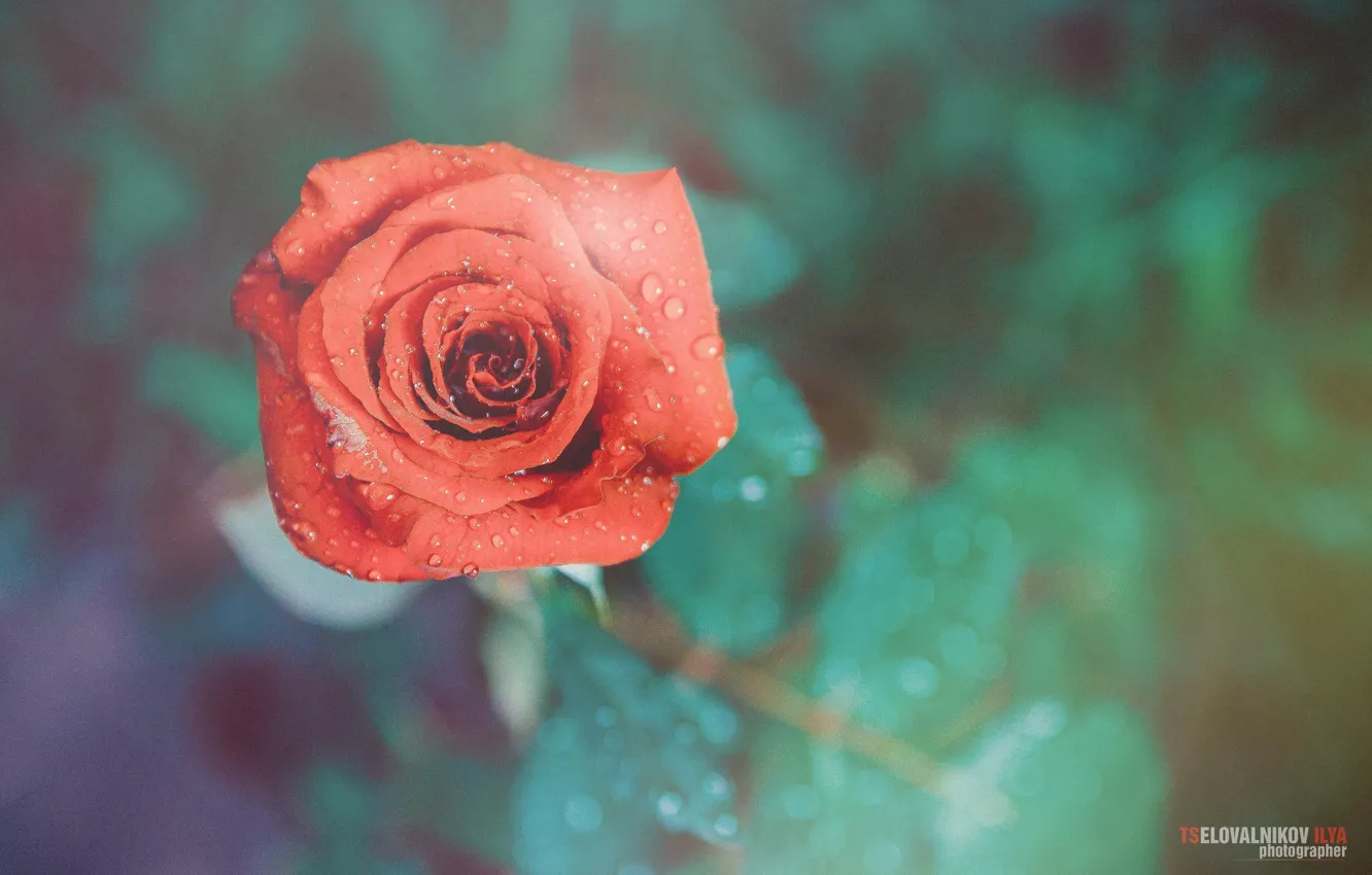 Фото обои цветок, капли, роза, фотограф, photography, photographer, Tselovalnikov Ilya