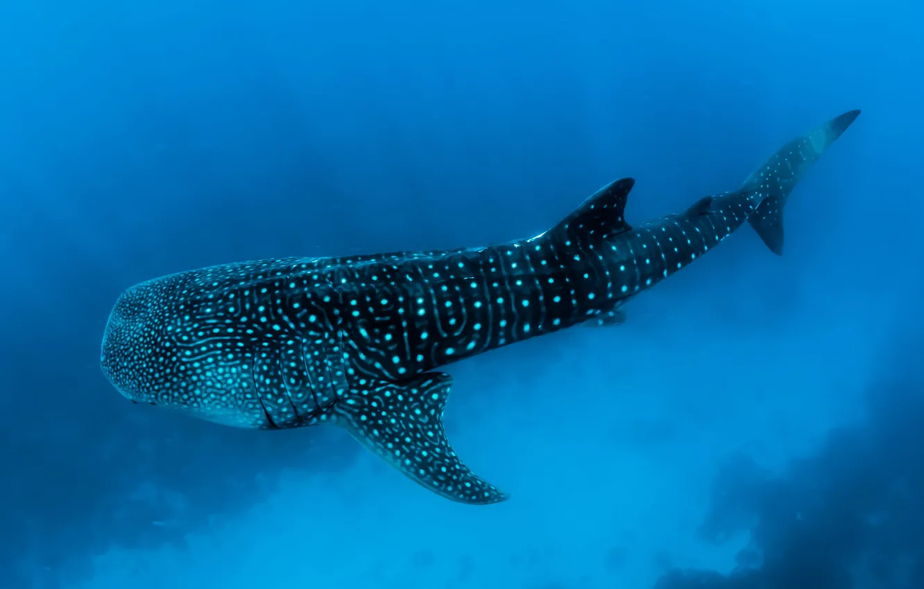 Фото обои Maldives, shark, whaleshark, underwater photography of black fish