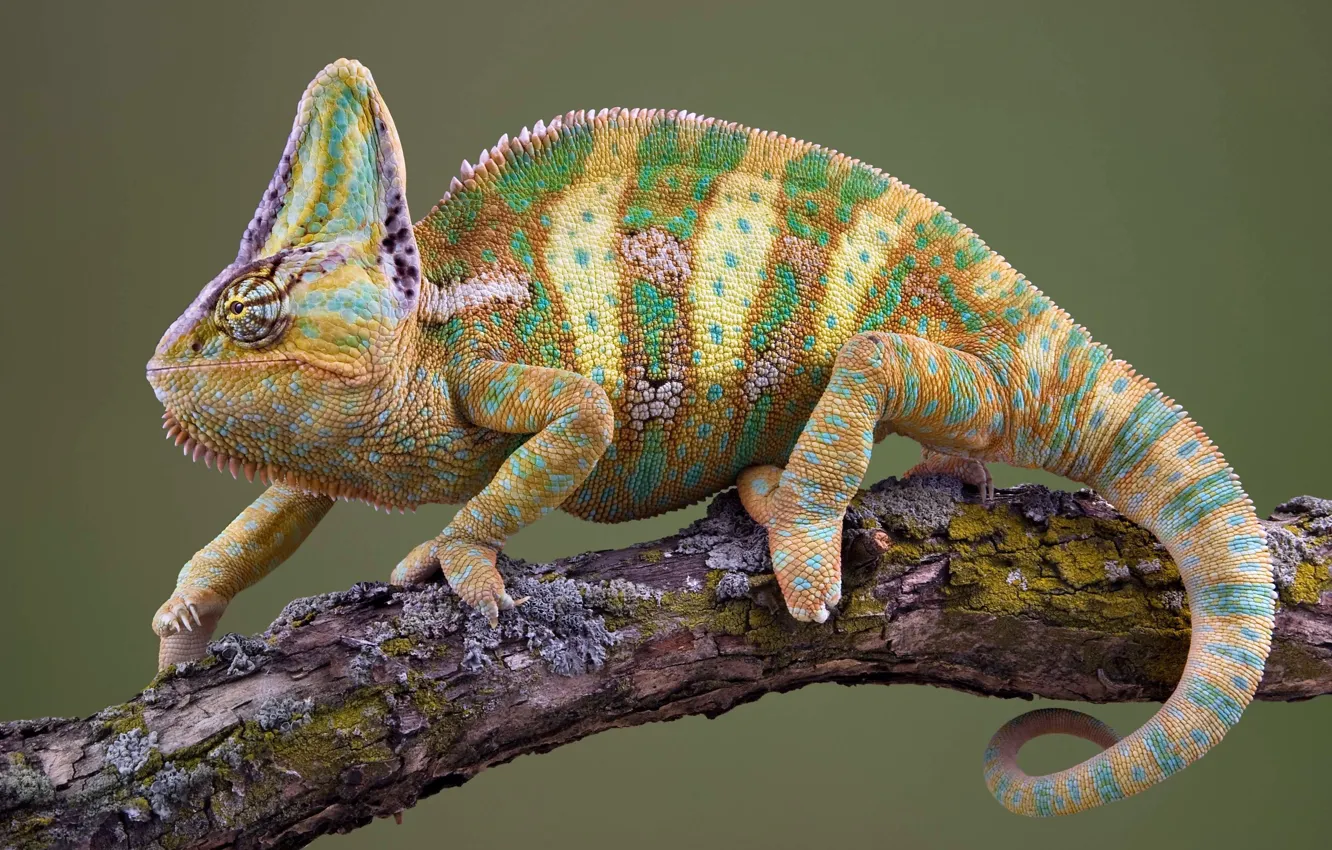 Фото обои colorful, lizard, reptile, veiled chameleon, arabia
