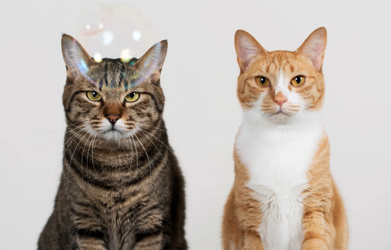 Фото обои взгляд, серый, фон, коты, Кошки, рыжий, двое, мыльный пузырь