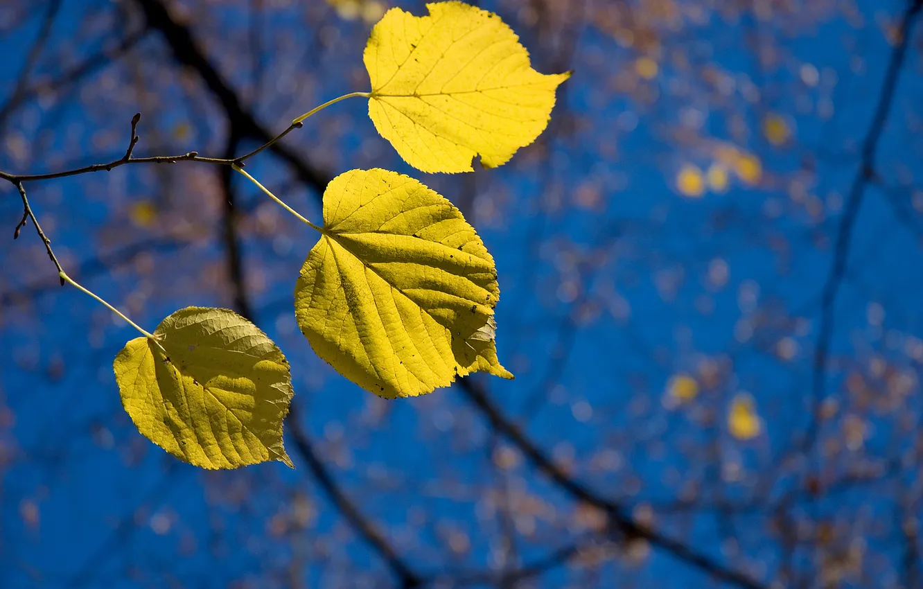 Фото обои осень, небо, макро, листва, ветка