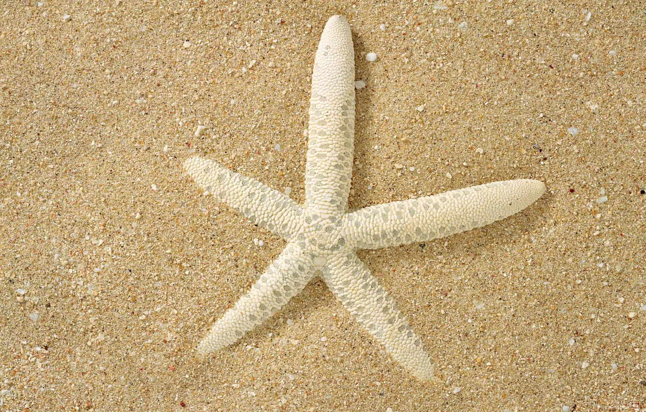 Фото обои песок, макро, поверхность, белая, морская звезда