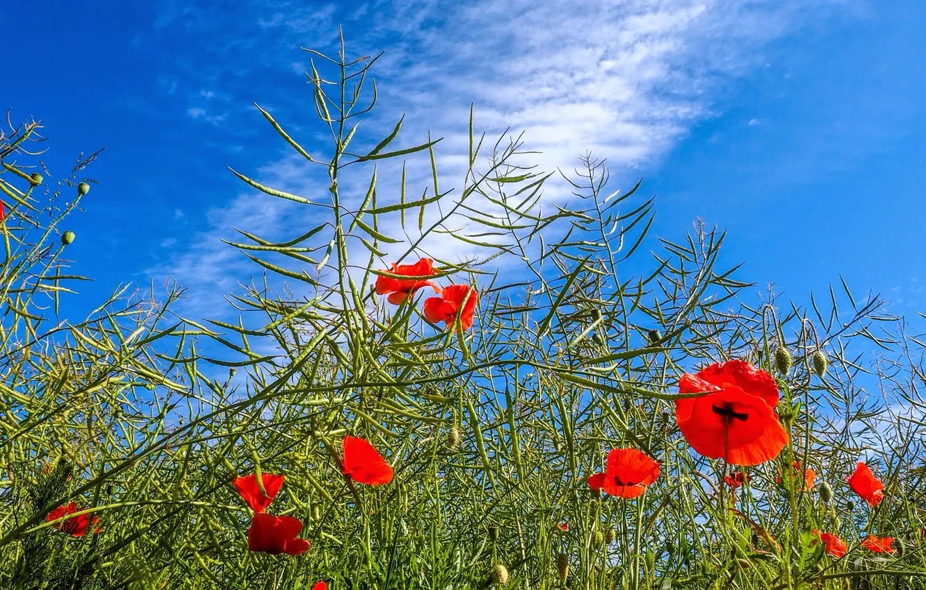 Фото обои небо, трава, облака, цветы, маки, луг