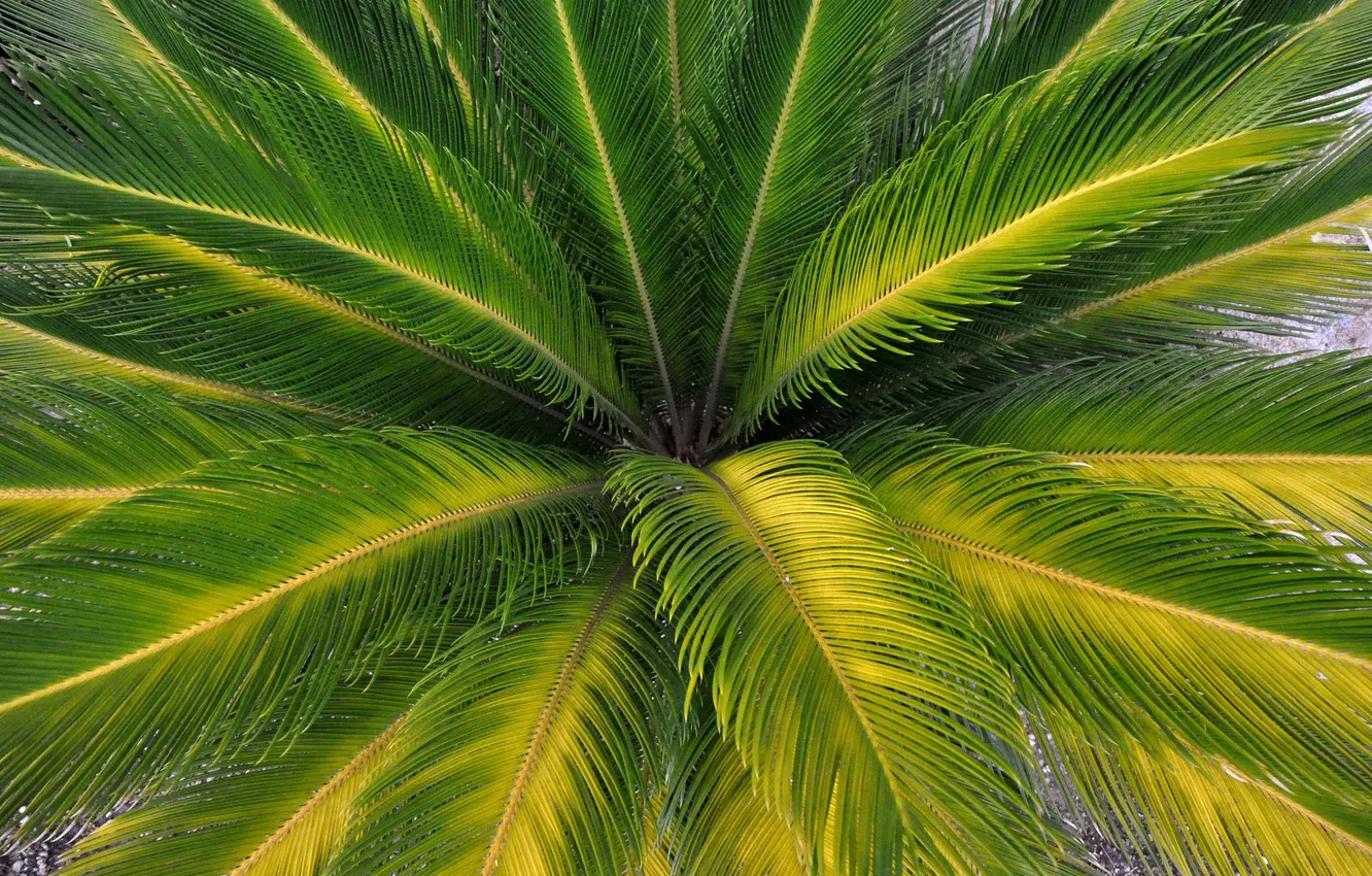 Фото обои листья, макро, пальма