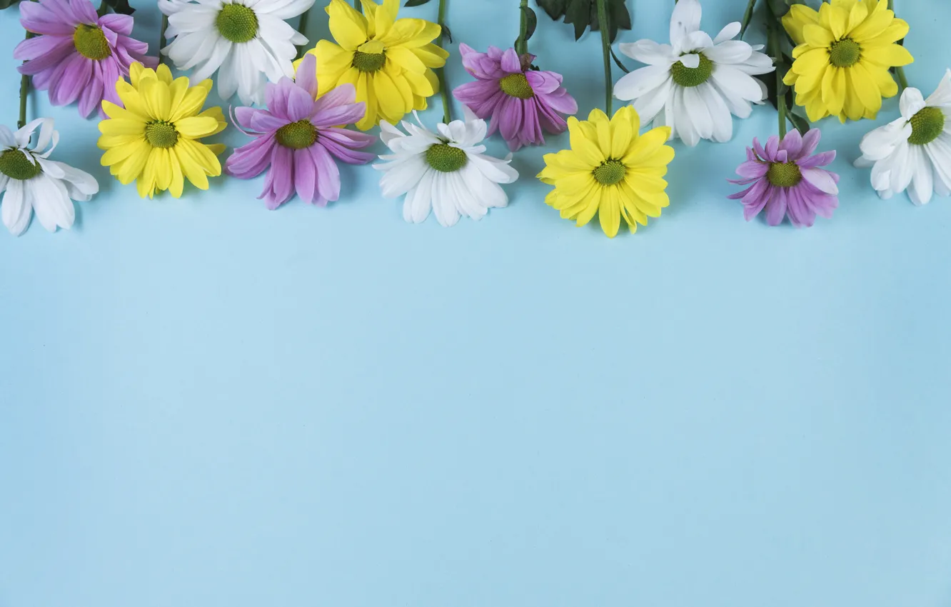 Фото обои цветы, фон, голубой, ромашки, chamomile, копозиция